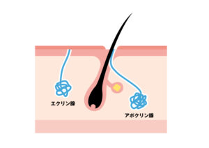 エクリン腺とアポクリン腺のイラスト