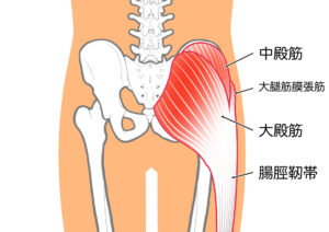 股関節の筋肉のイラスト