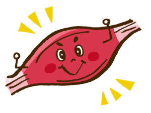 筋肉のイラスト