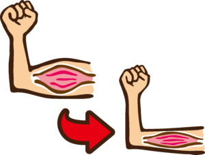 筋肉量低下のイラスト