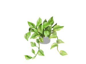 夏の疲れ　観葉植物
